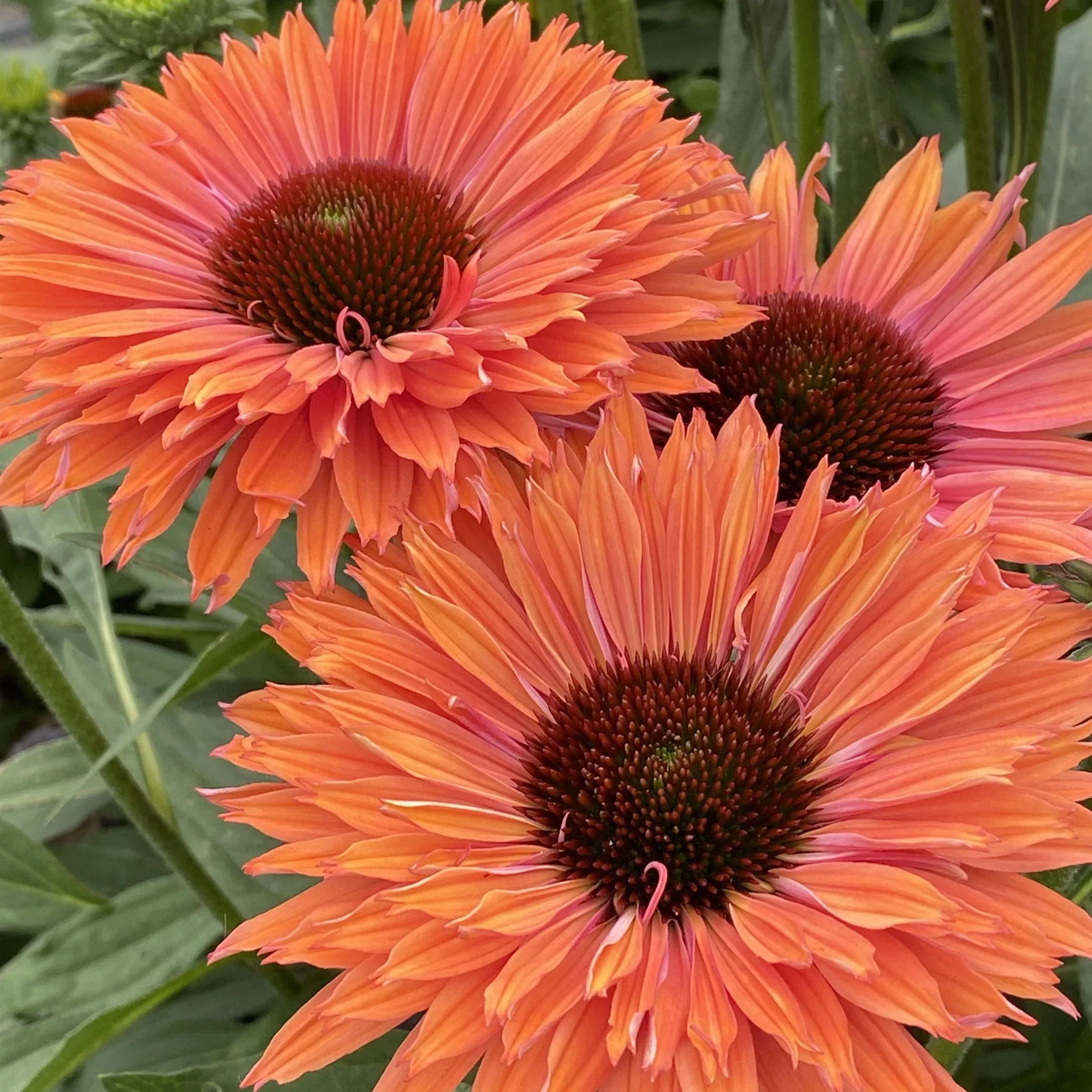 Monrovia SunSeekers Rainbow Coneflower