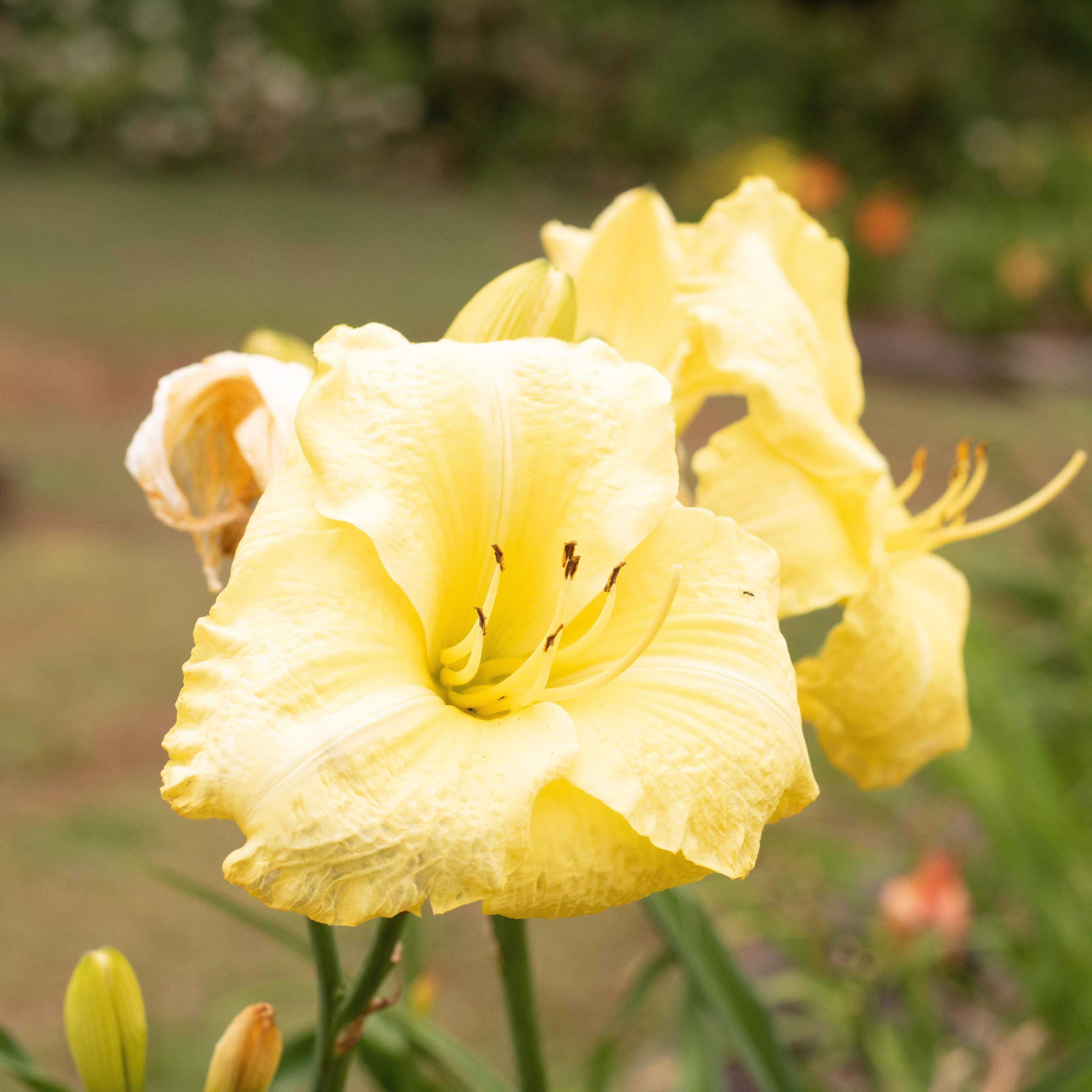 Montego Melon™ Daylily