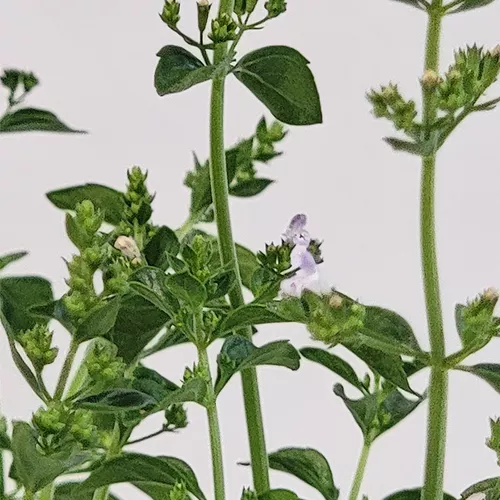 Montrose White Calamint
