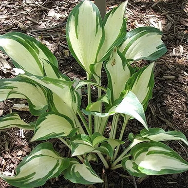 Moon Struck Hosta