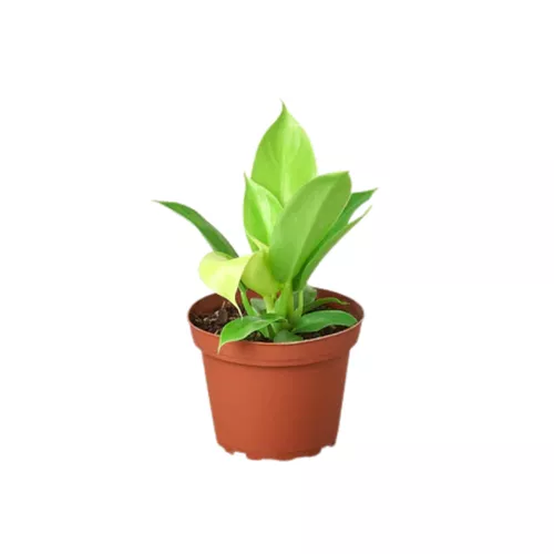 Moonlight Philodendron