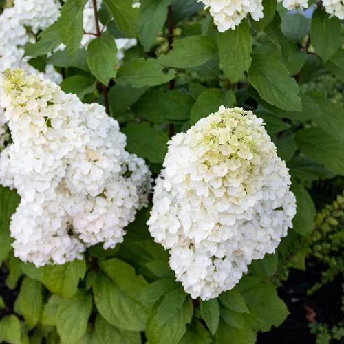 Moonrock Hardy Hydrangea