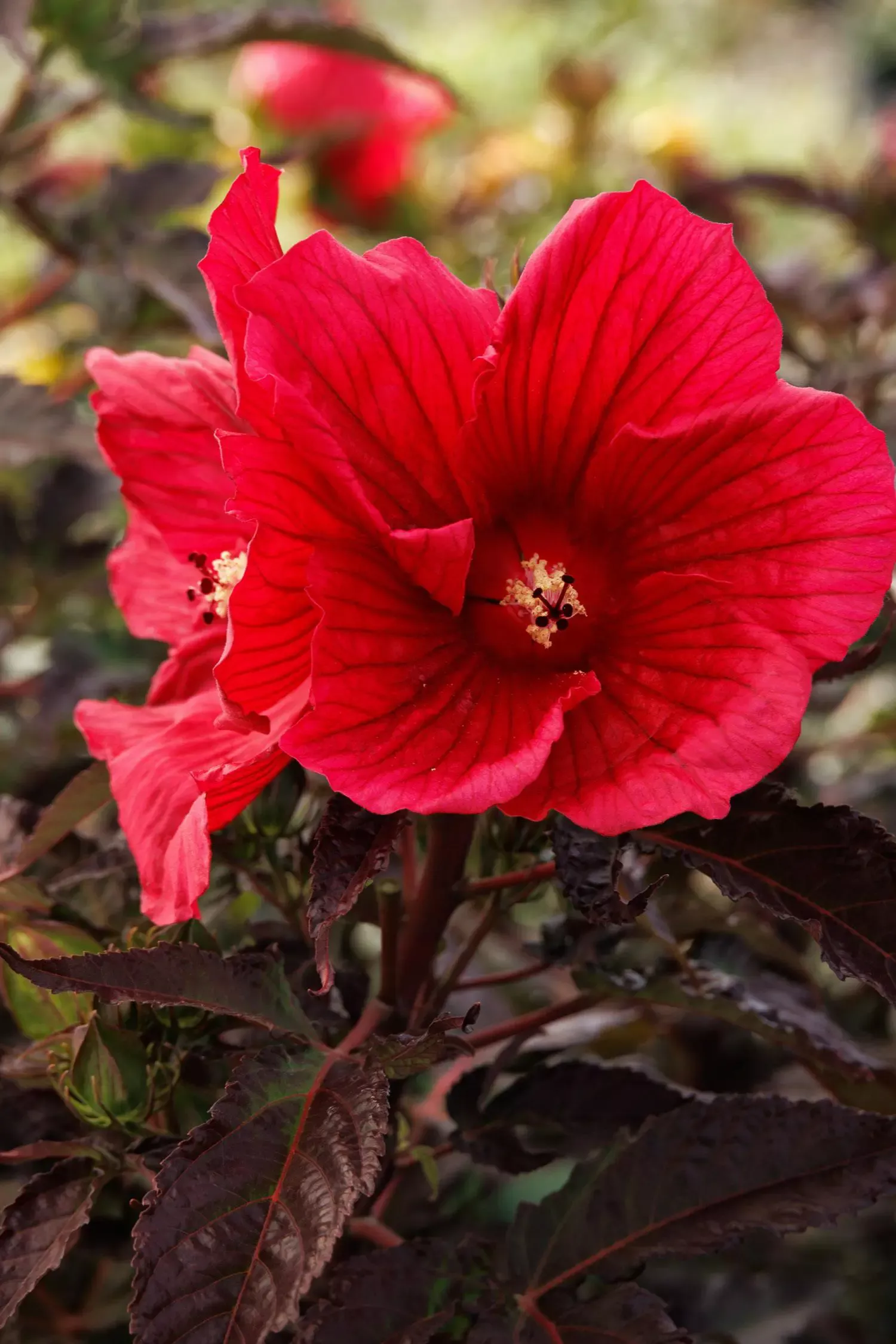 Moonshadow Morello Hardy Hibiscus