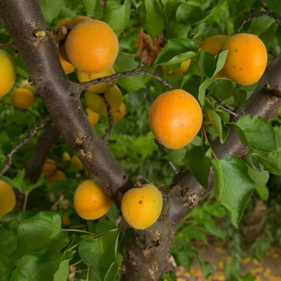 Moorpark Apricot
