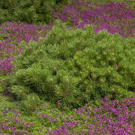 Mops Mugo Pine