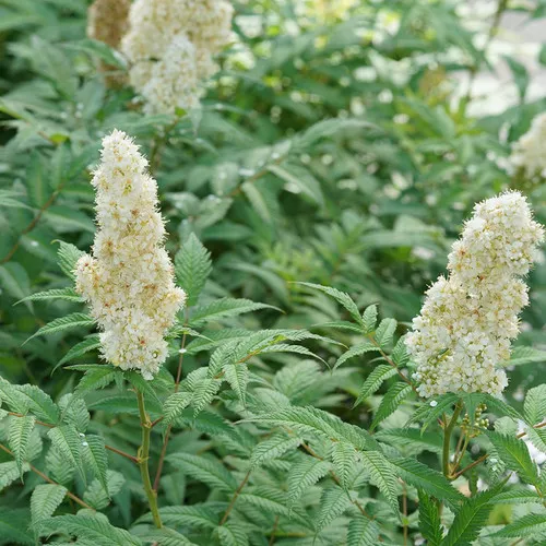 Mr. Mustard False Spirea