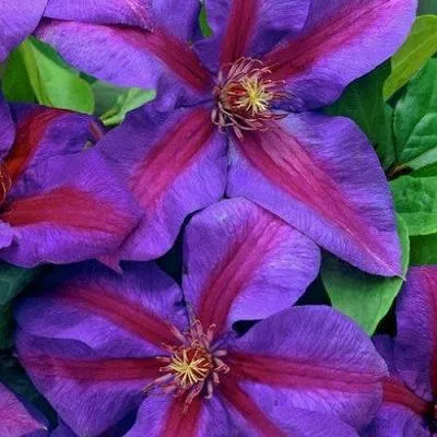 Mrs. N. Thompson Clematis