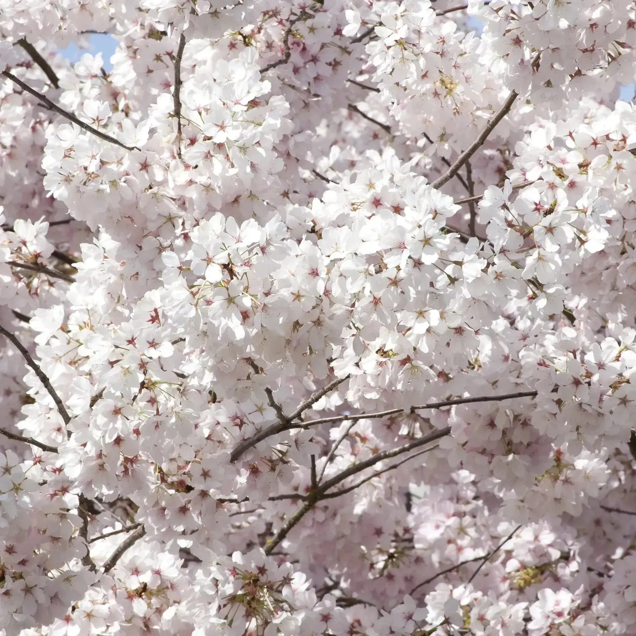 Mt. Fuji Flowering Cherry