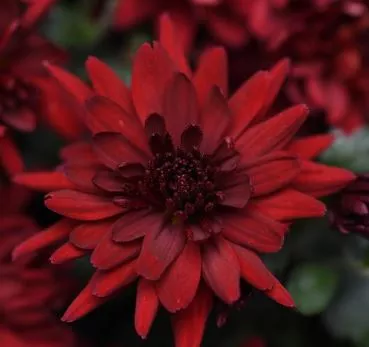 Mumma Mia Red Mum