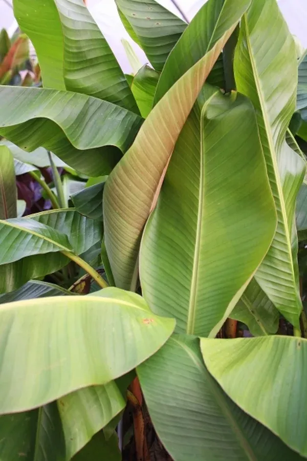 Musa itinerans 'Burmese Blue'
