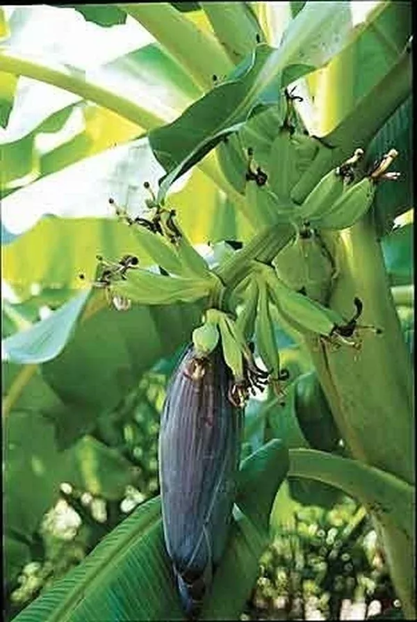Musa 'Orinoco'