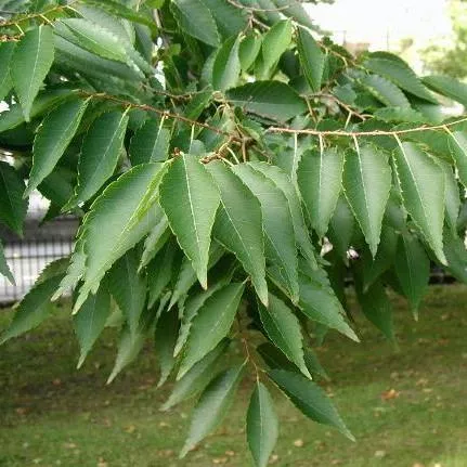 Myrimar Zelkova