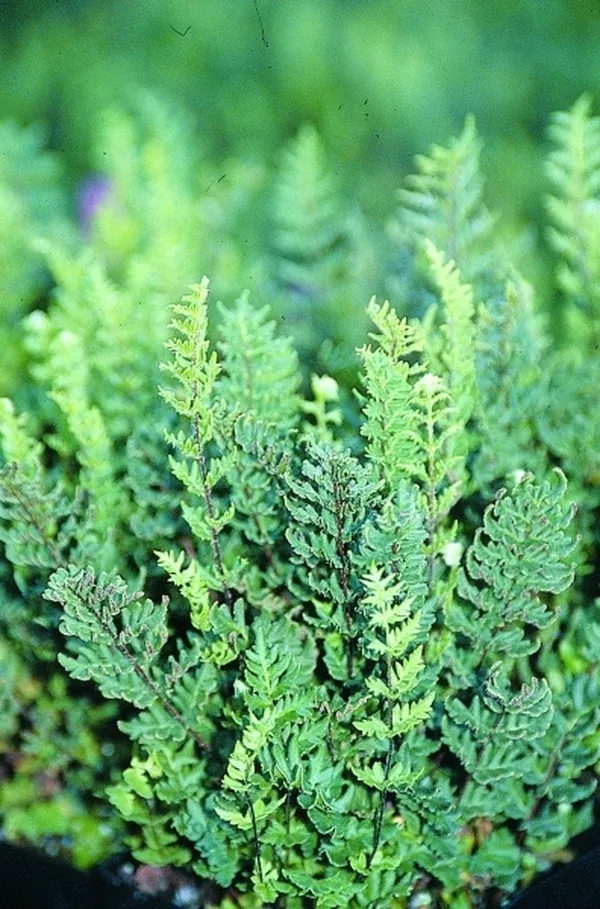 Myriopteris wrightii
