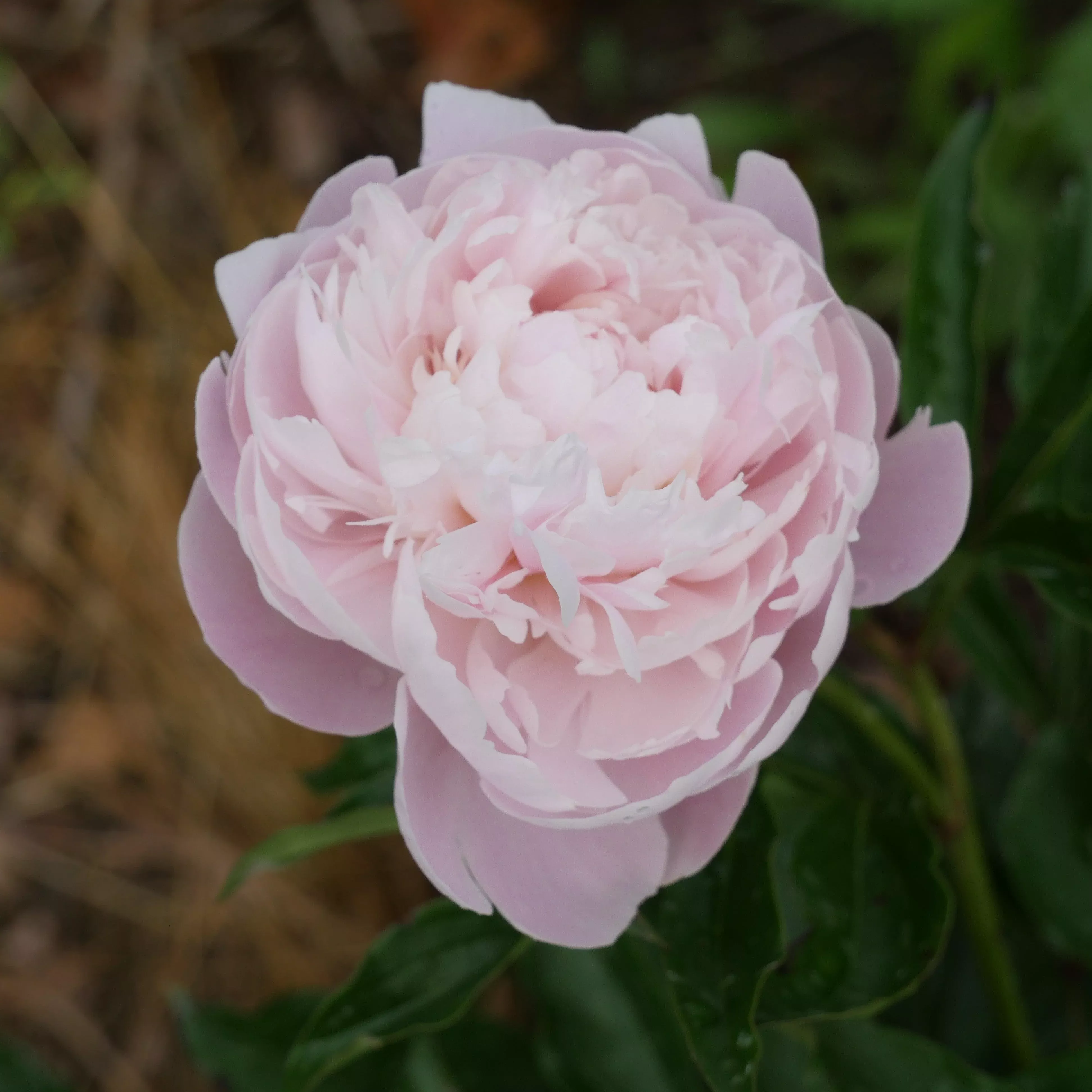 Myrtle Gentry Peony