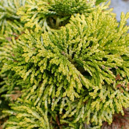 Nana Lutea Hinoki Cypress