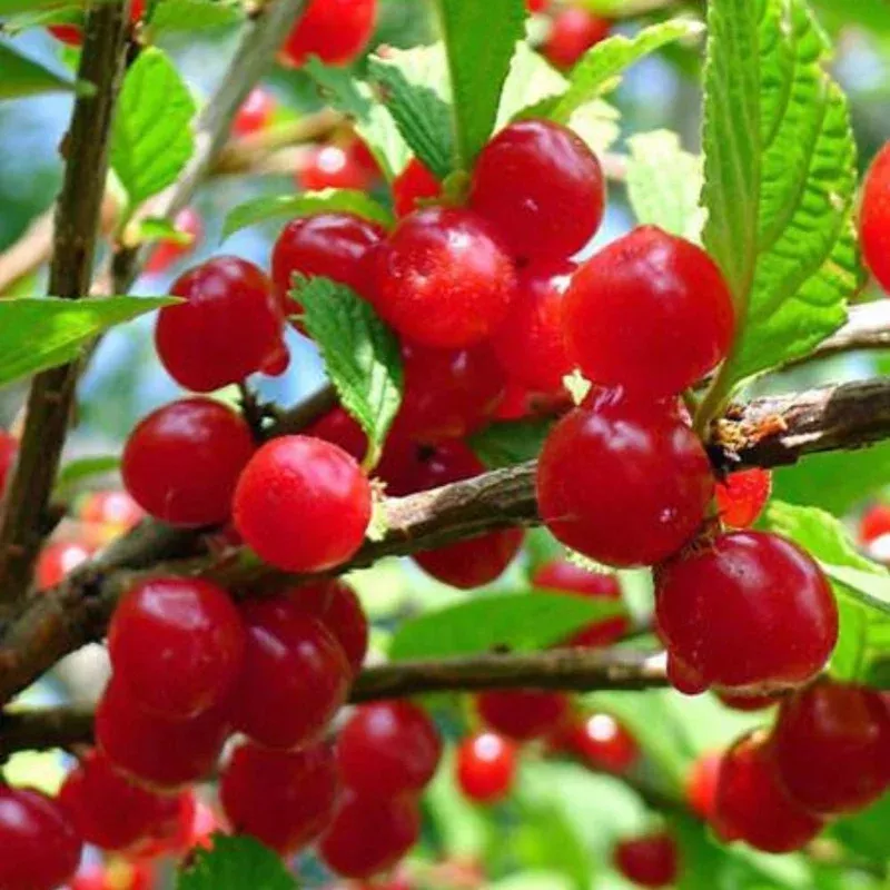Nanking Red Sweet Bush Cherry Live Plant – 6-12 Inches Tall Shrub for Outdoor Planting