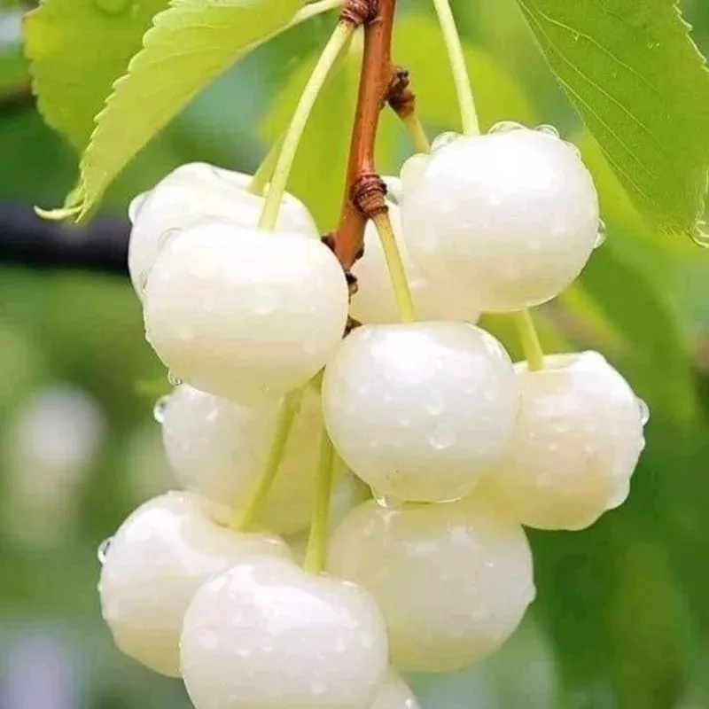 Nanking White Sweet Bush Cherry Live Plant – 6-12 Inches Tall – Outdoor Shrub