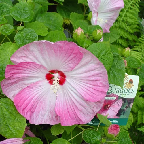 Native Rose Mallow