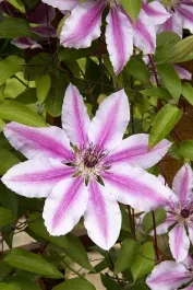 Nelly Moser Clematis