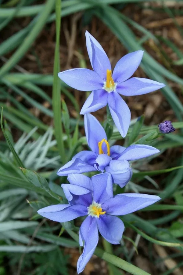Nemastylis tenuis