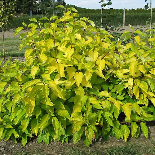 Neon Burst™ Dogwood