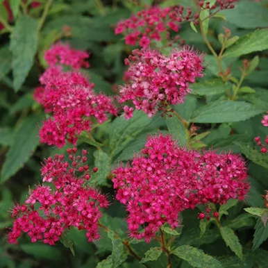 Neon Flash Spirea