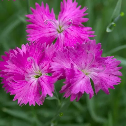 Neon Star Pinks Dianthus