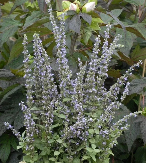 Nepeta latifolia 'Super Cat'