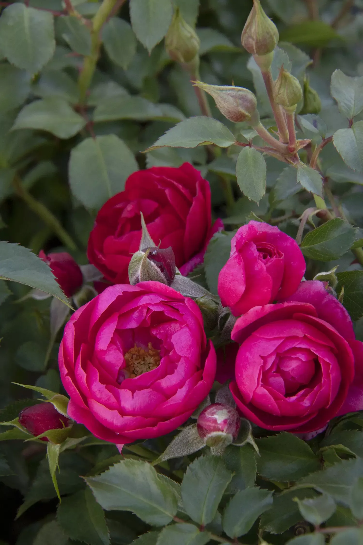 Nitty Gritty Pink Rose