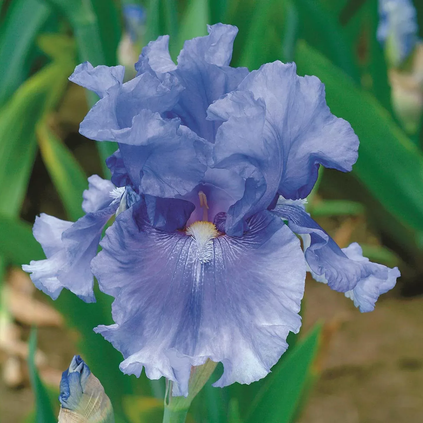 No Count Blues Bearded Iris