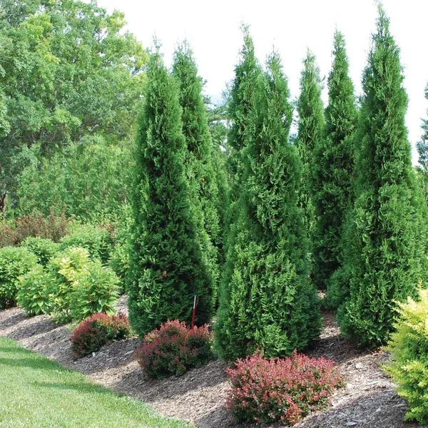 North Pole Eastern Cedar PW