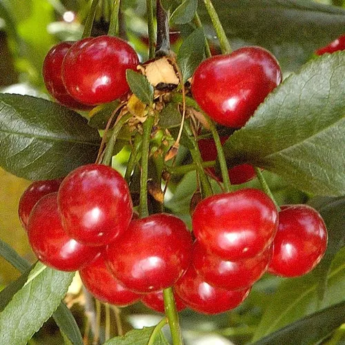 North Star Cherry Tree