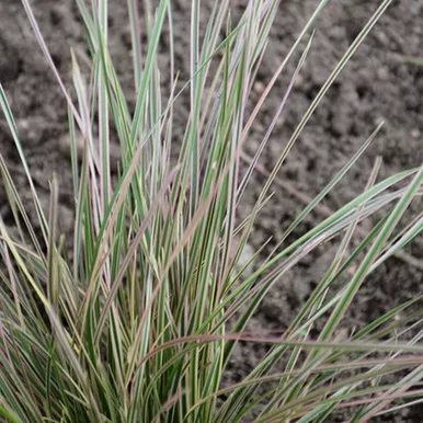 Northern Lights Tufted Hair Grass