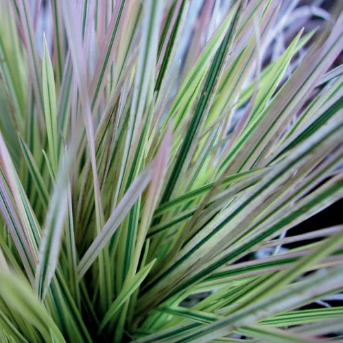 Northern Lights Tufted Hairgrass