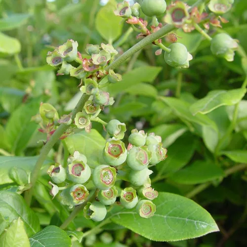 Northland Blueberry