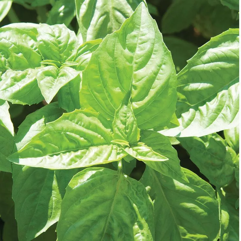 Nufar Sweet Basil