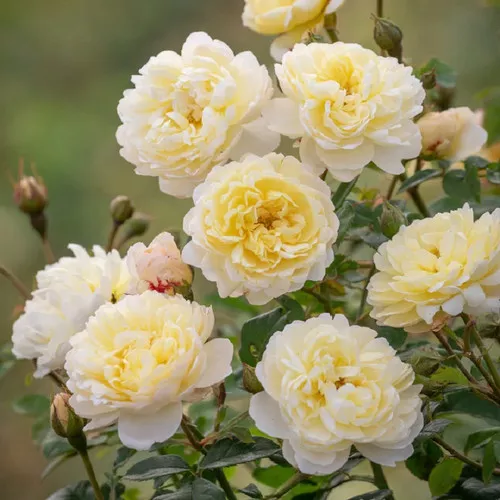 Nye Bevan English Rose