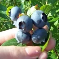 O'Neal Highbush Blueberry