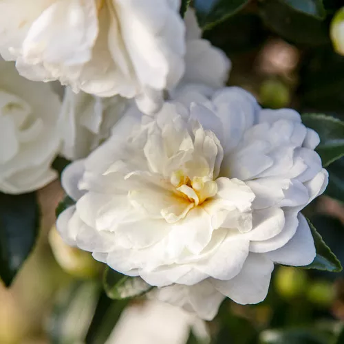 October Magic Bride Camellia