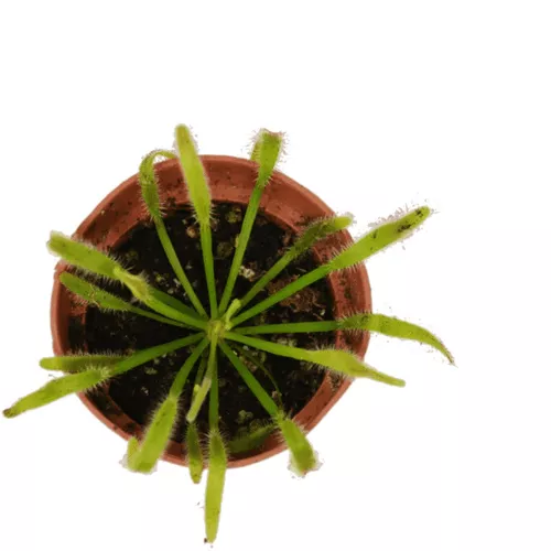 Octopus Plant