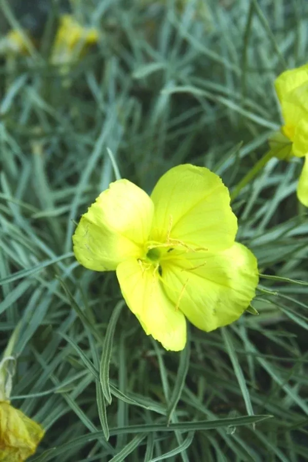 Oenothera 'Shimmer' PP 19,663