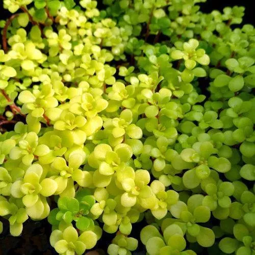 Ogon Japanese Stonecrop