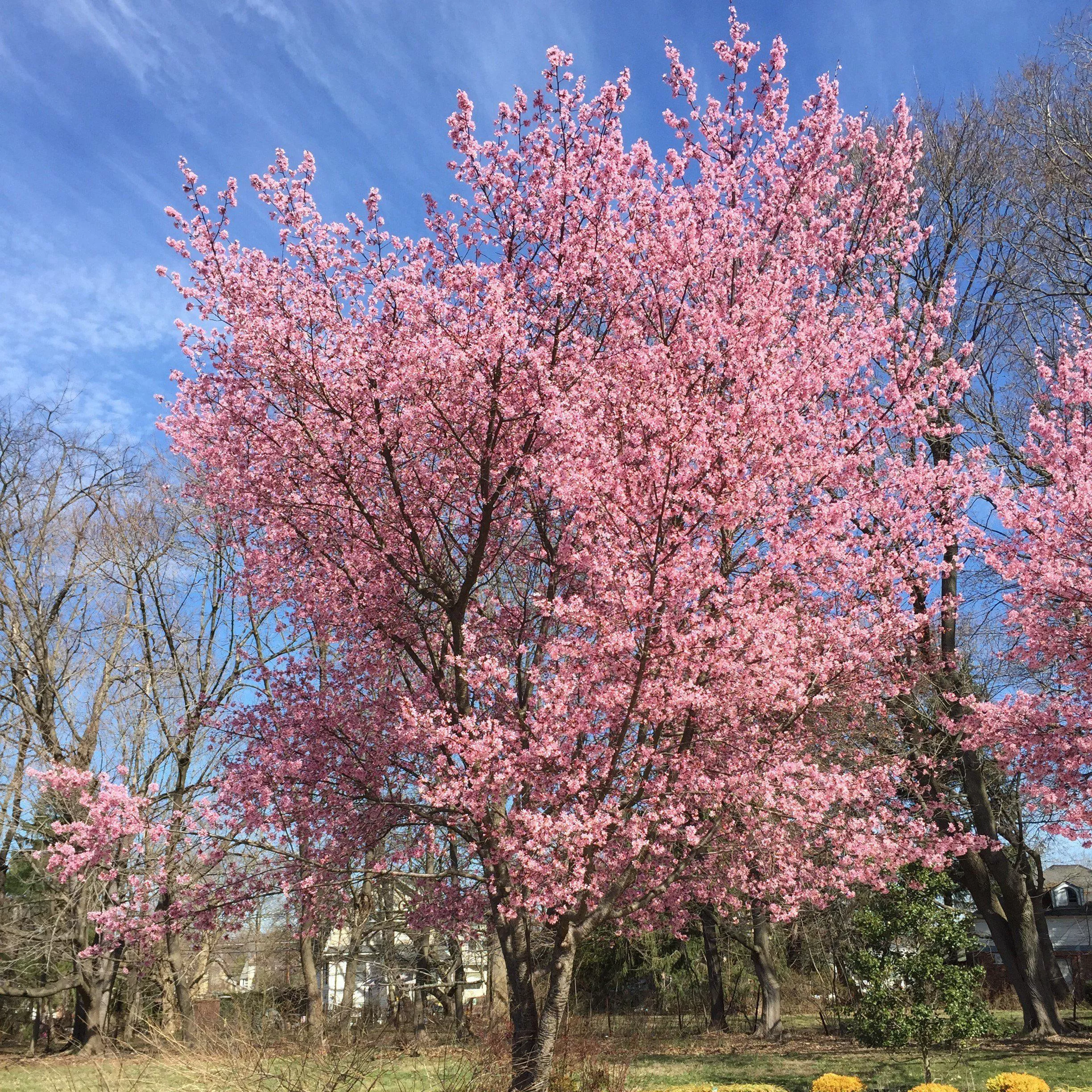 Okame Flowering Cherry