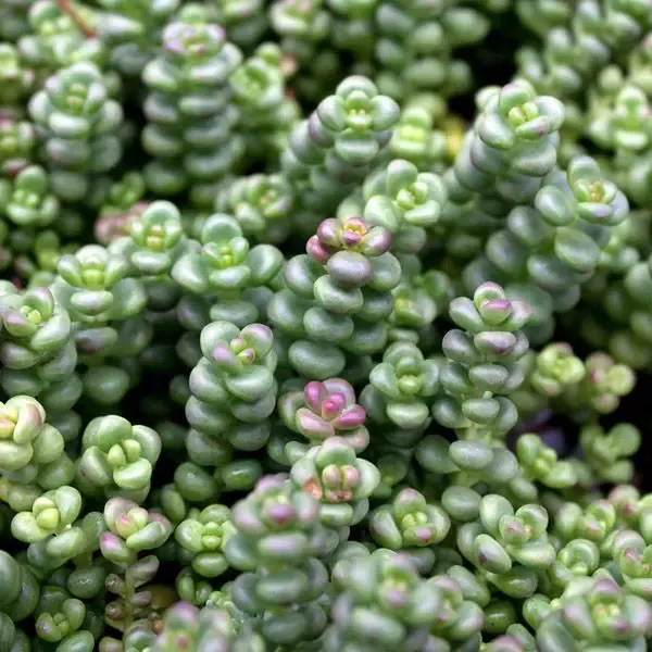 Old Man’s Bones Sedum