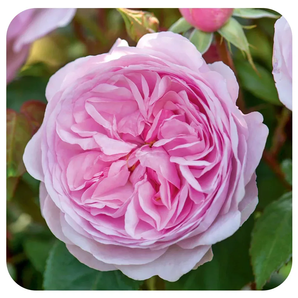 Olivia Rose Austin by David Austin