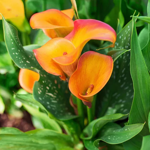Orange Calla Lily Grow Kit