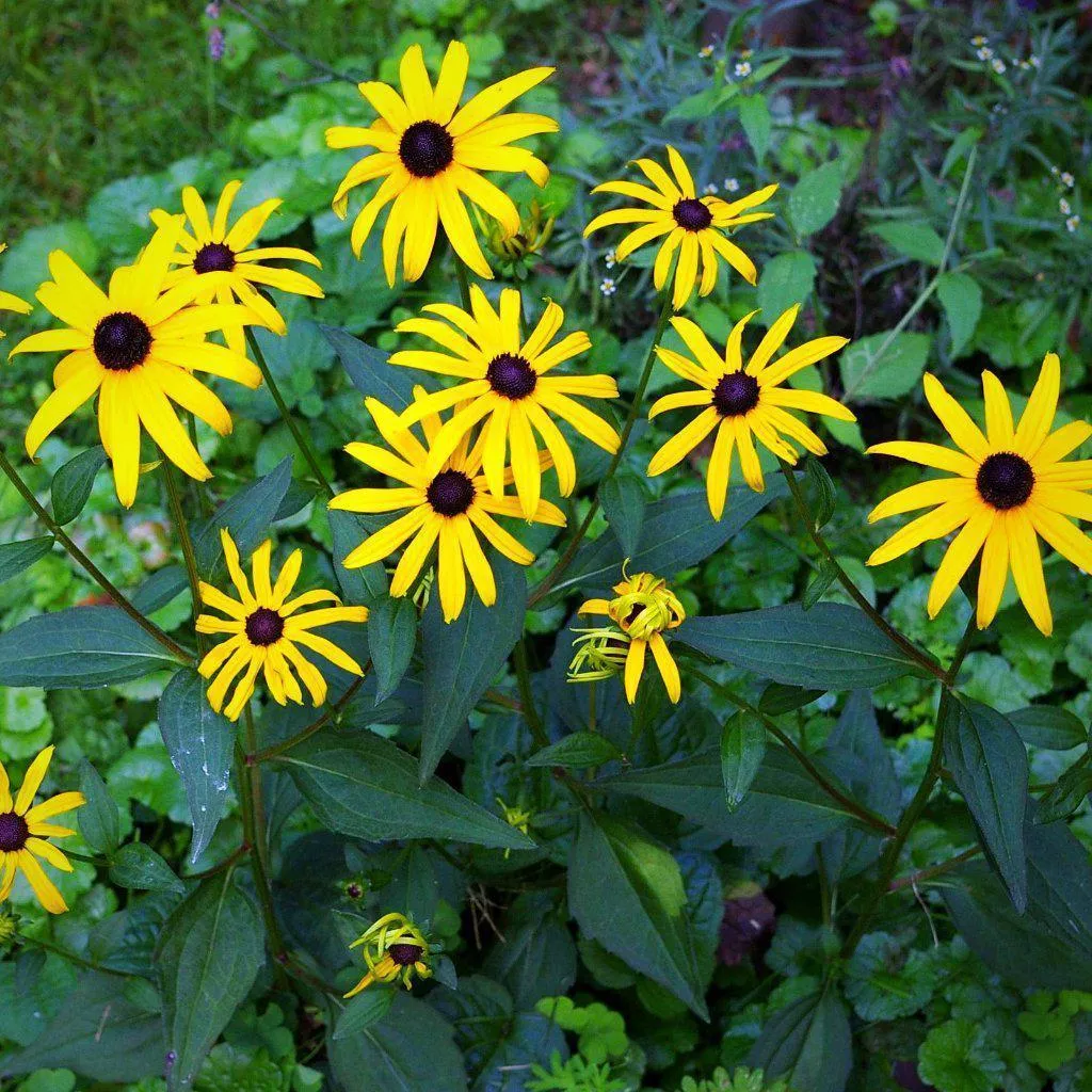 Orange Coneflower