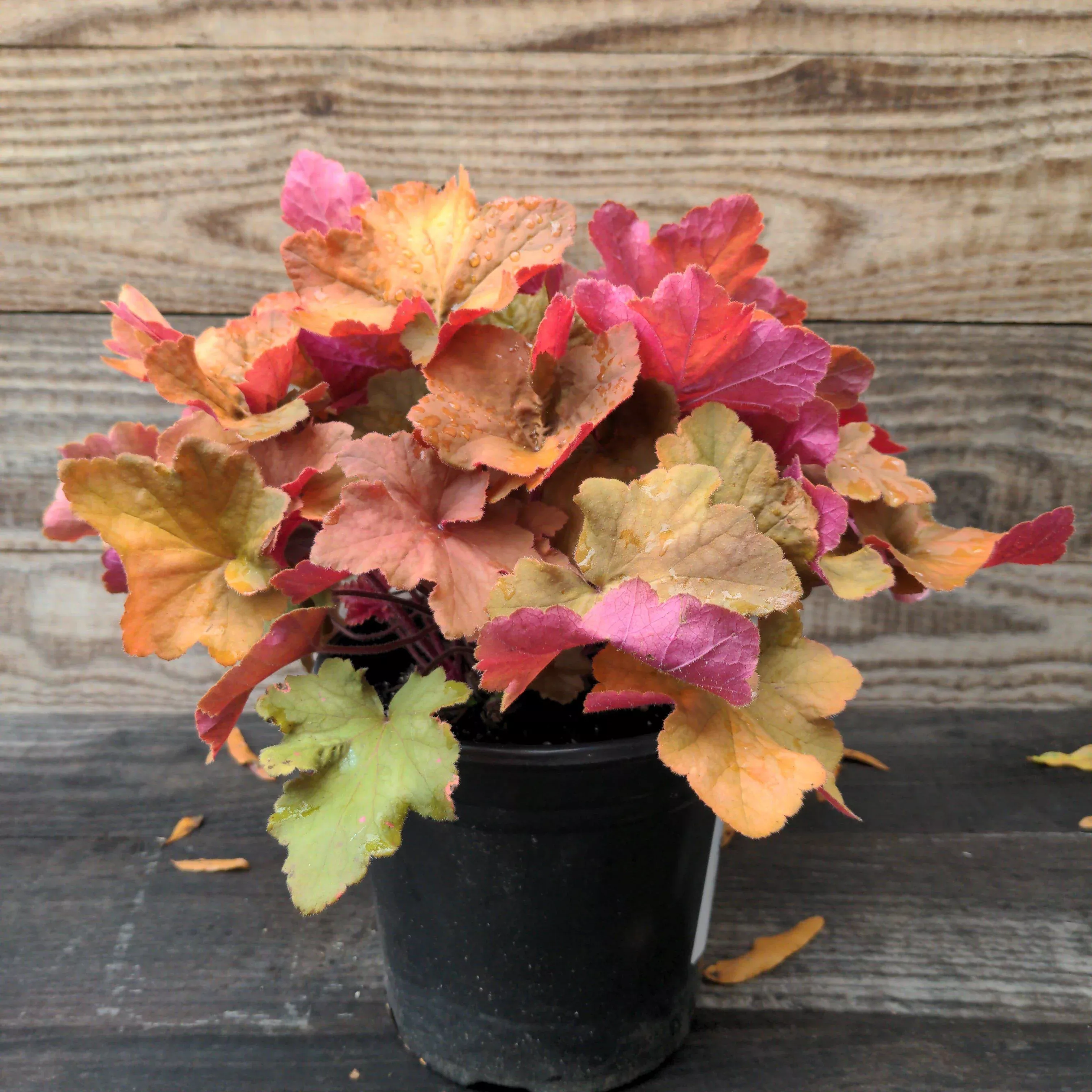 Orange Dream Coral Bells, Alumroot