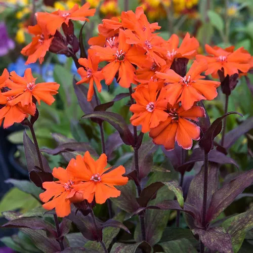Orange Gnome Catchfly