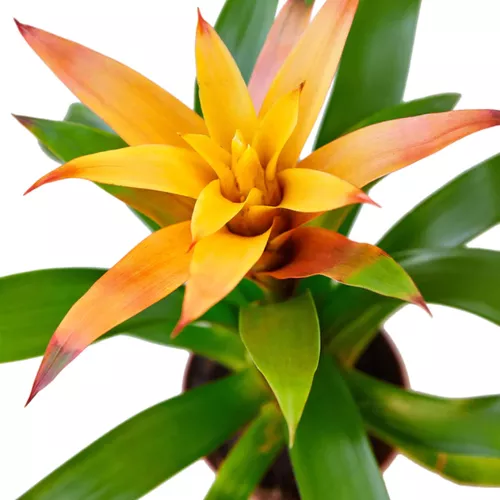 Orange Guzmania Bromeliad